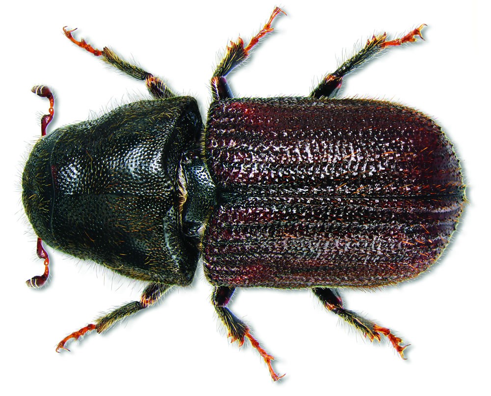 Mountain pine beetle ontario.ca